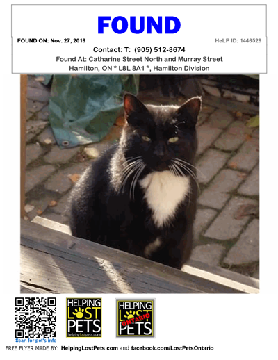Found Tuxedo Cat
